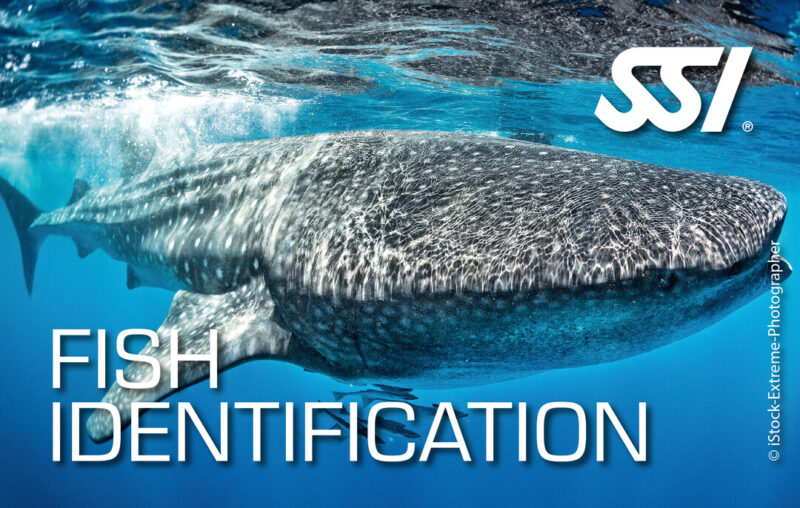 Devenez un plongeur certifié SSI pour Fish Identification avec Archipel Plongée Argeles