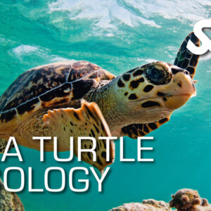 Sea Turtle Ecology Archipel PLongée Argeles