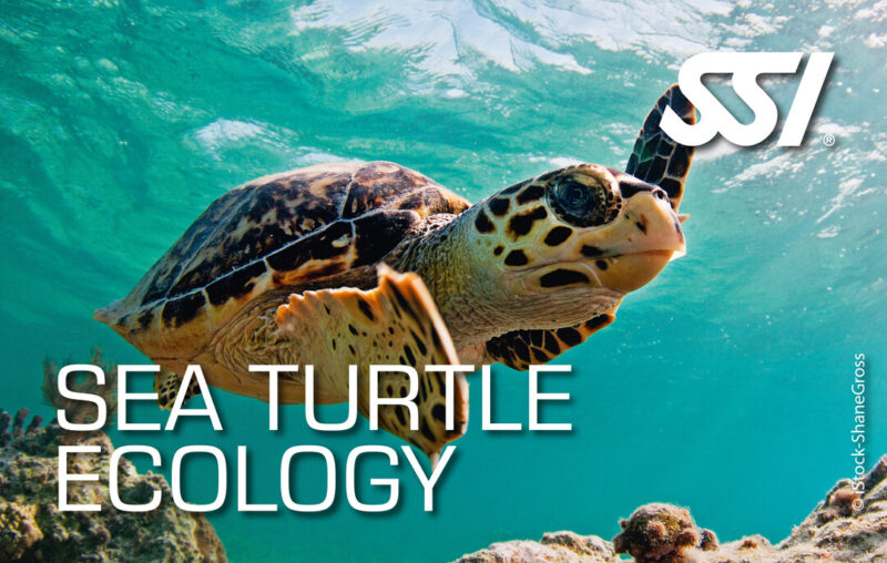 Sea Turtle Ecology Archipel PLongée Argeles