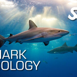 Shark Ecology Archipel Plongée Argeles