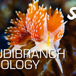 Archipel Plongée Argeles e-Learning Nudibranch Ecology