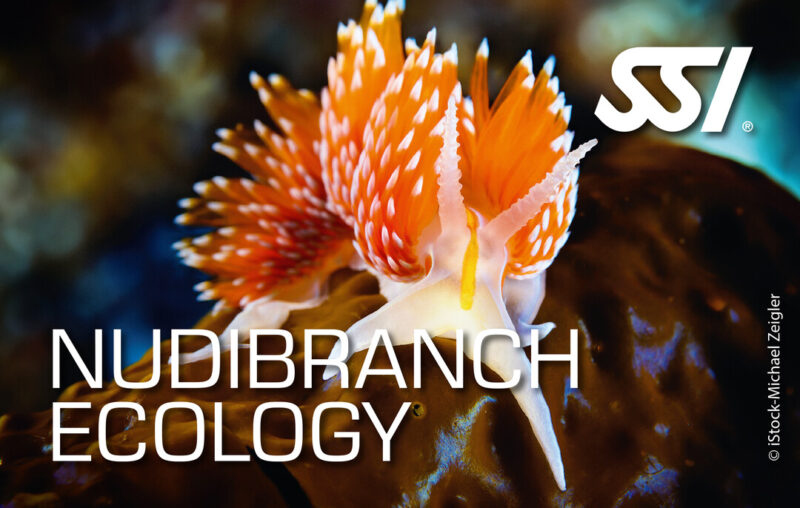 Archipel Plongée Argeles e-Learning Nudibranch Ecology