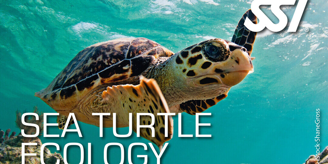 Sea Turtle Ecology Archipel PLongée Argeles