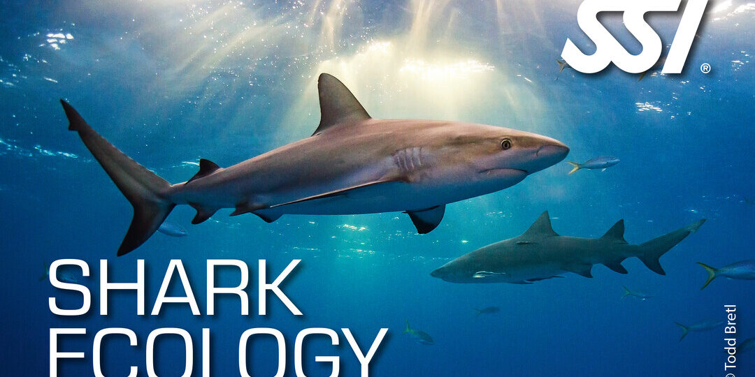 Shark Ecology Archipel Plongée Argeles